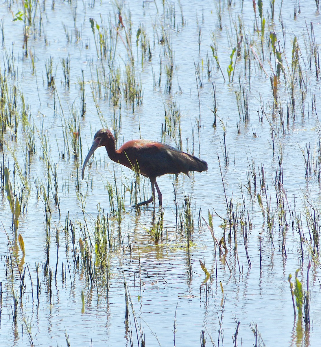 ibis americký - ML56100781