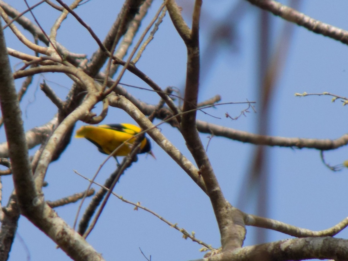 Black-hooded Oriole - ML561009411