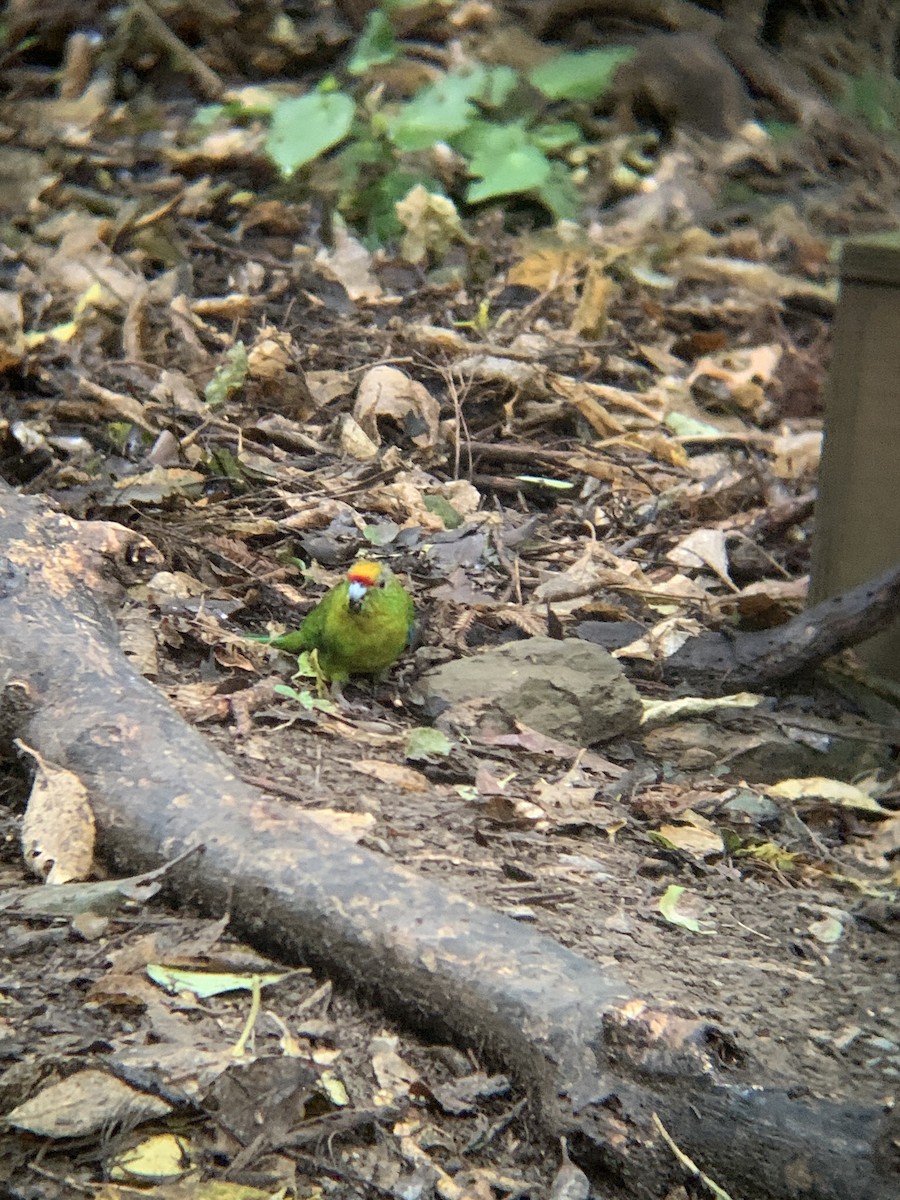 Yellow-crowned Parakeet - ML561009981