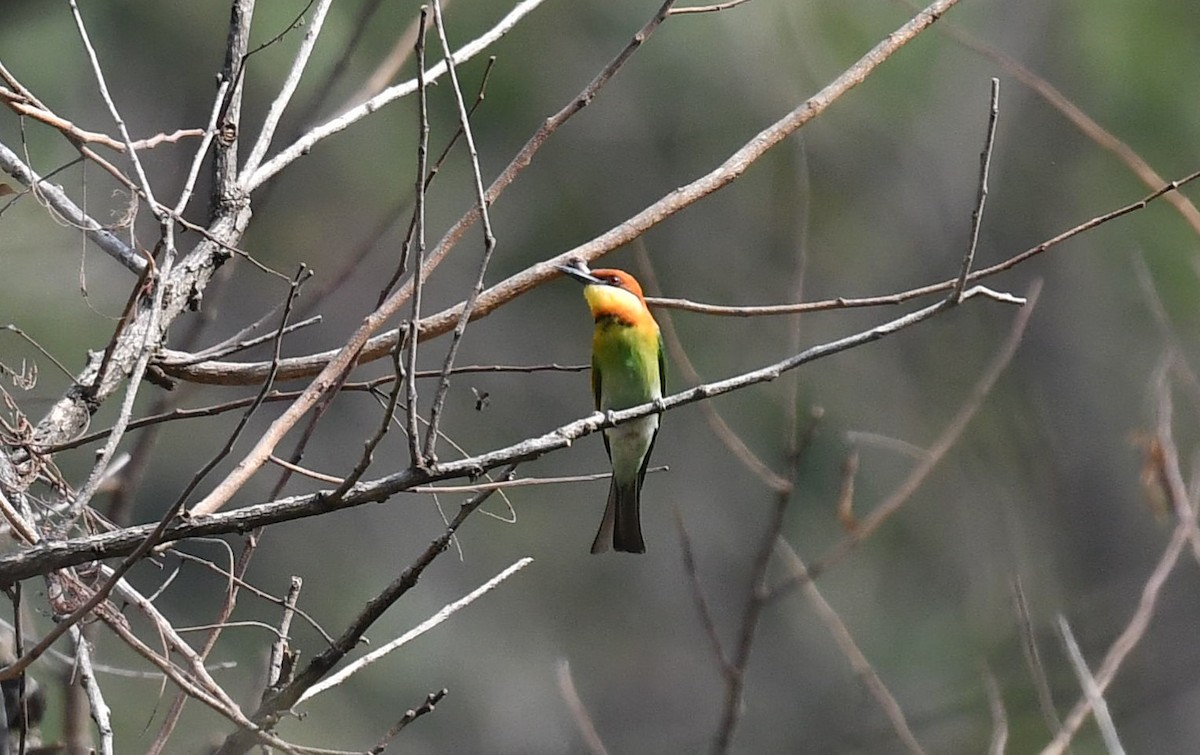 Chestnut-headed Bee-eater - ML561010911