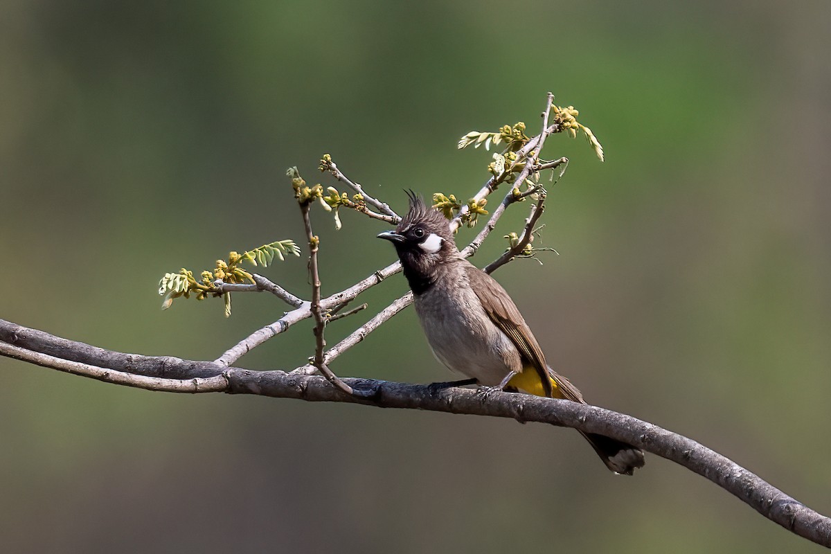 Himalayan Bulbul - ML561010951