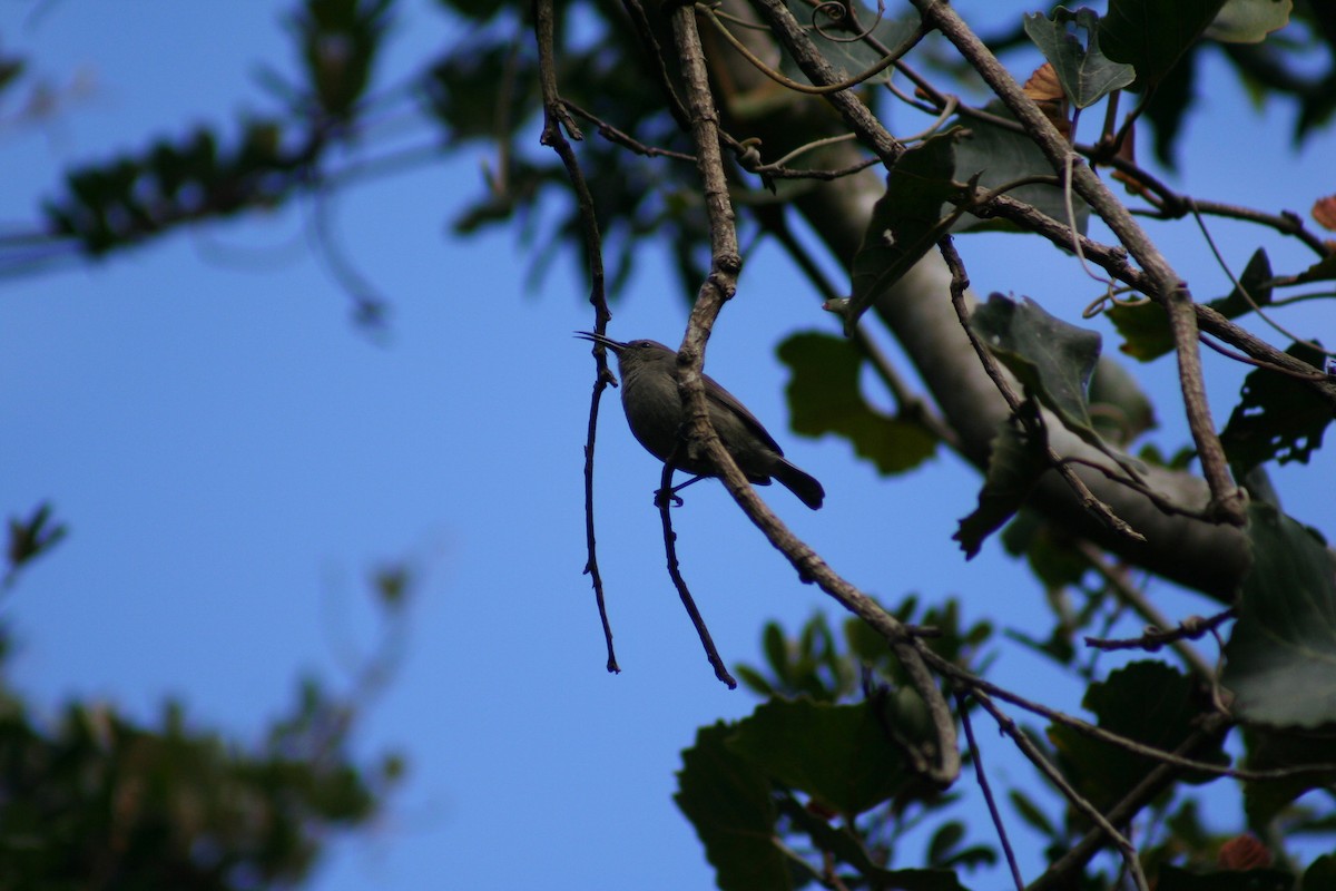 Greater Double-collared Sunbird - Lauren Porter