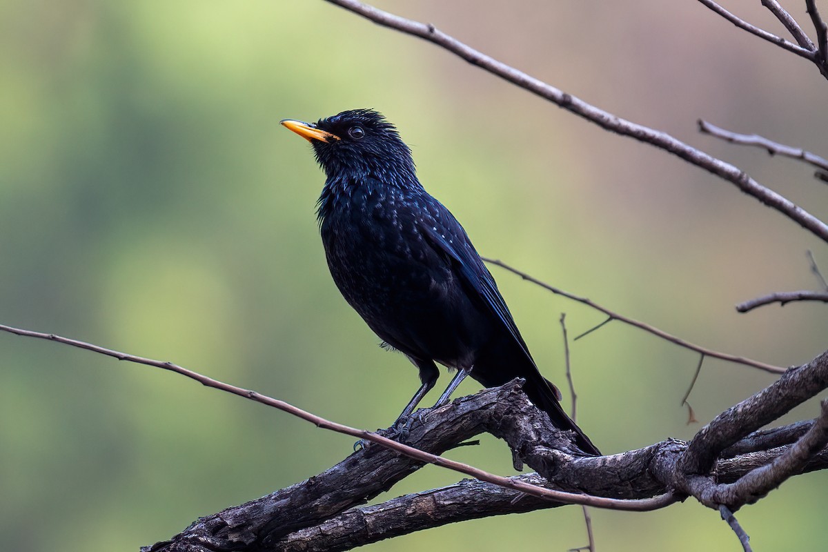 Blue Whistling-Thrush - ML561011381