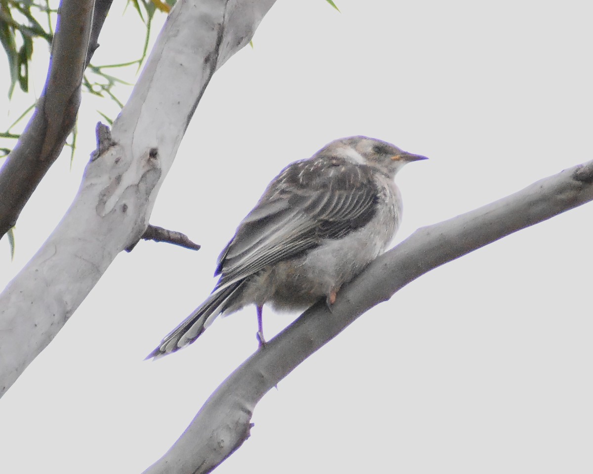 Yellow Wattlebird - ML561011441