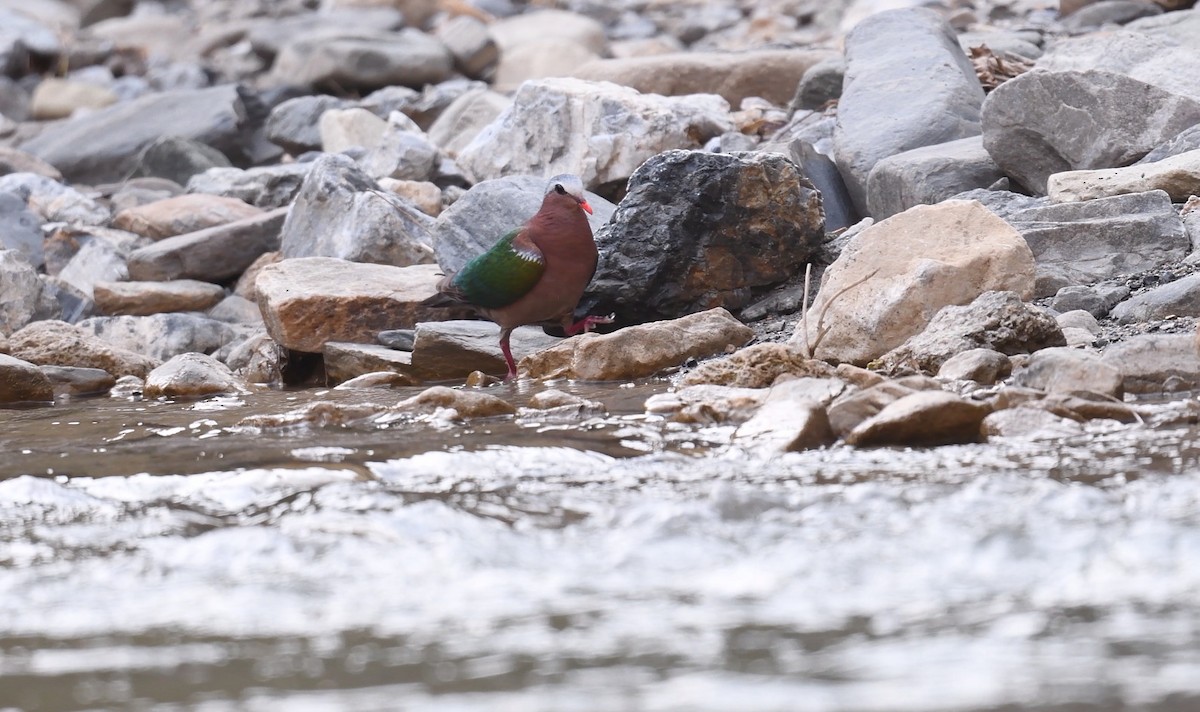 Asian Emerald Dove - ML561011491