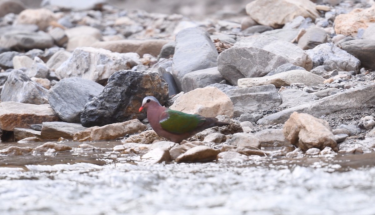 Asian Emerald Dove - ML561011501