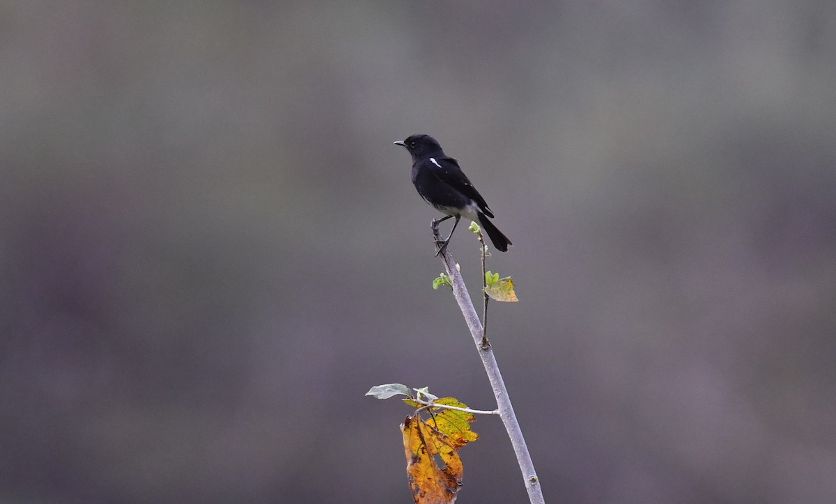 Pied Bushchat - ML561011601