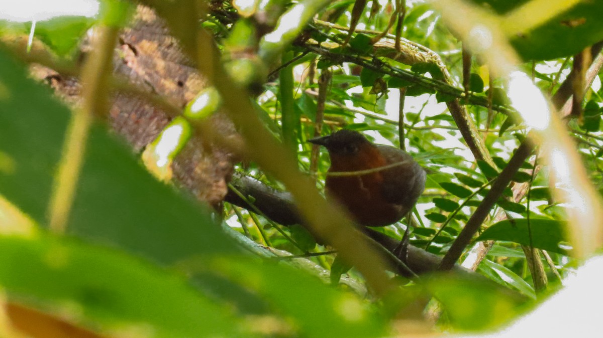 Chestnut-breasted Wren - ML56101171