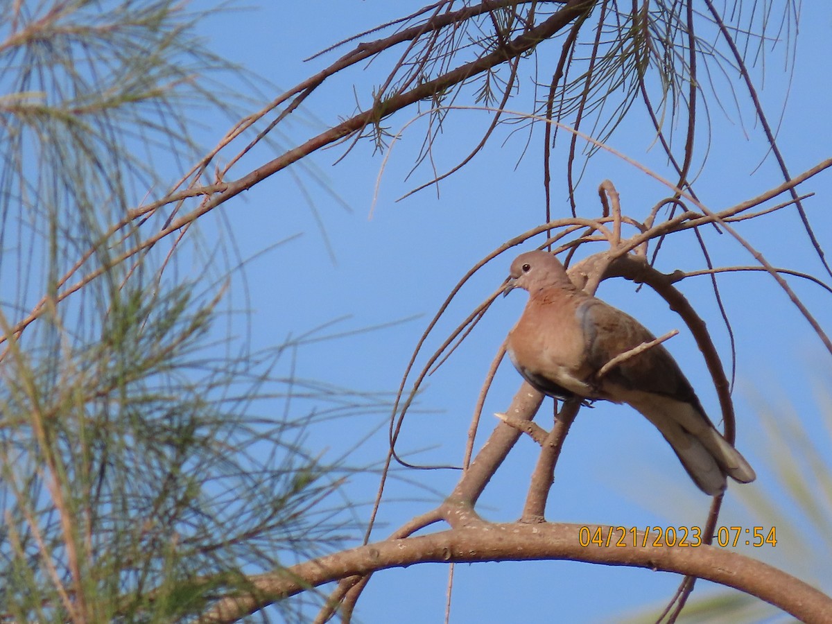 Tórtola Senegalesa - ML561011921