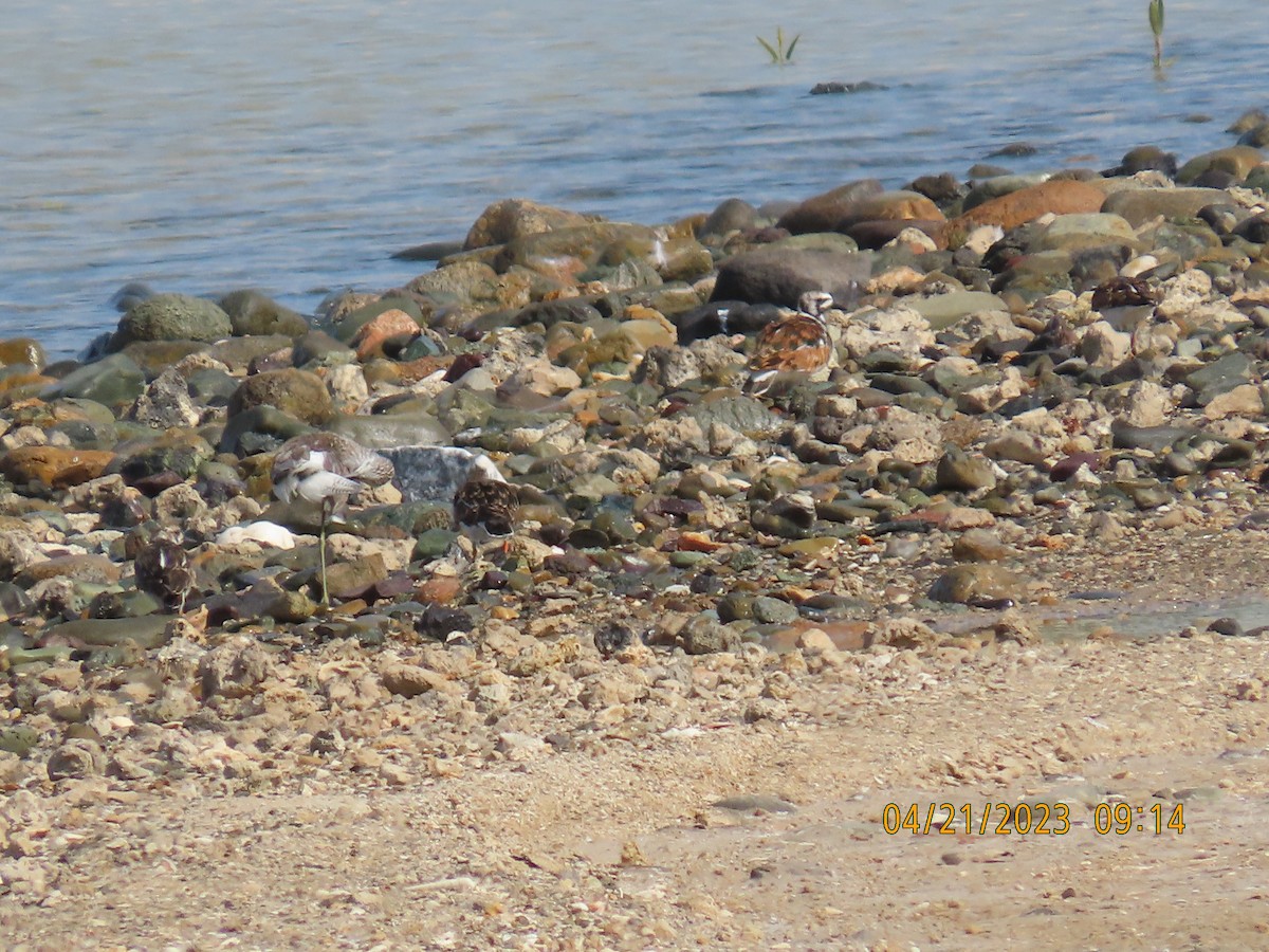 Ruddy Turnstone - ML561012851