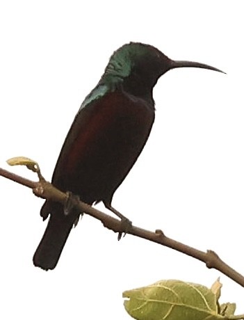 Johanna's Sunbird - ML561012981