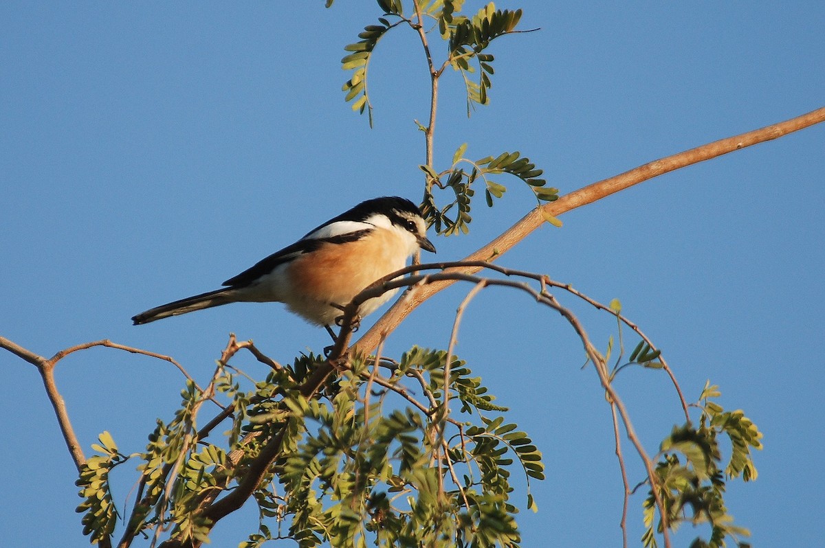 Masked Shrike - Peter Arras