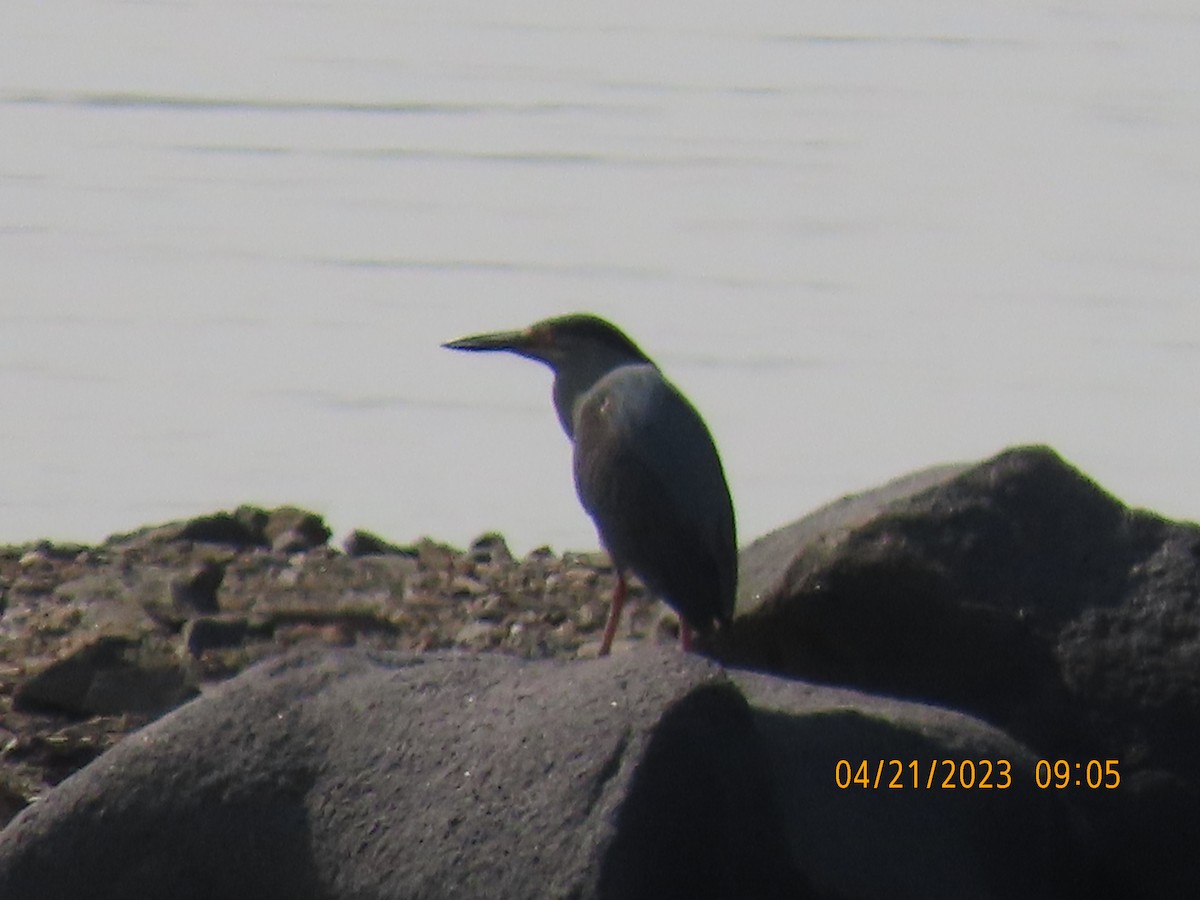 Striated Heron - ML561013611