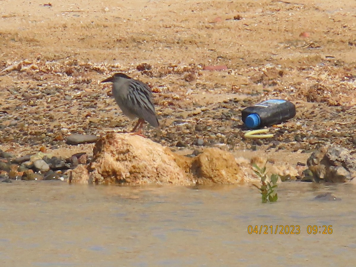 Striated Heron - Ute Langner