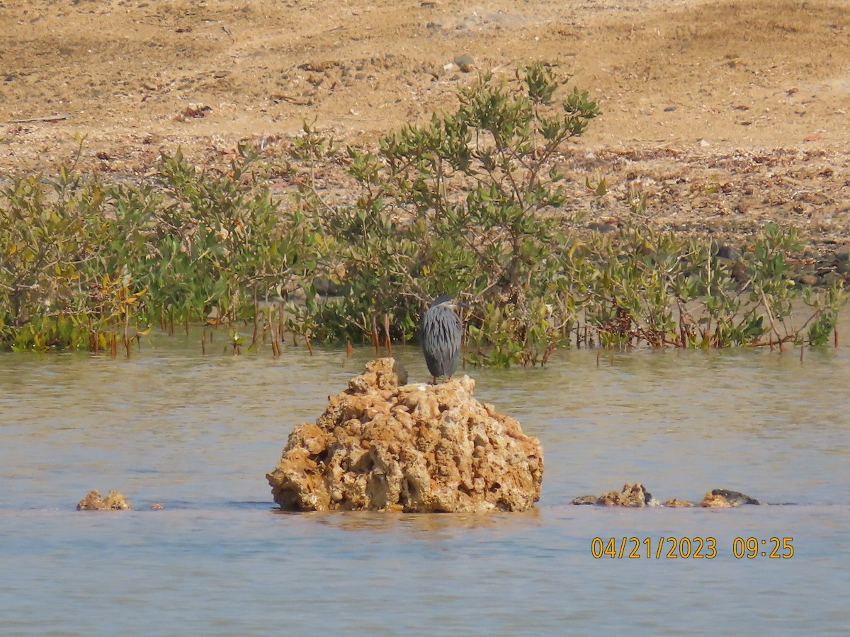 Striated Heron - ML561013641