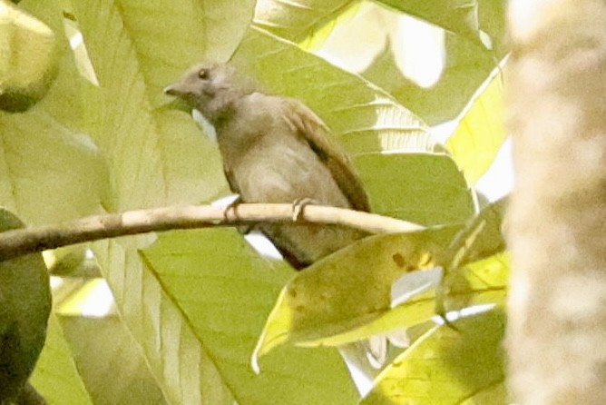 Lesser Honeyguide (Thick-billed) - ML561013711