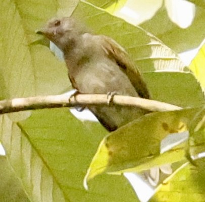 Lesser Honeyguide (Thick-billed) - Jeff Skevington