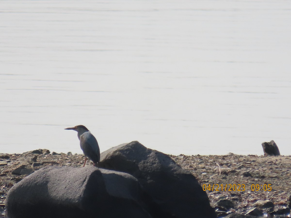 Striated Heron - ML561014331