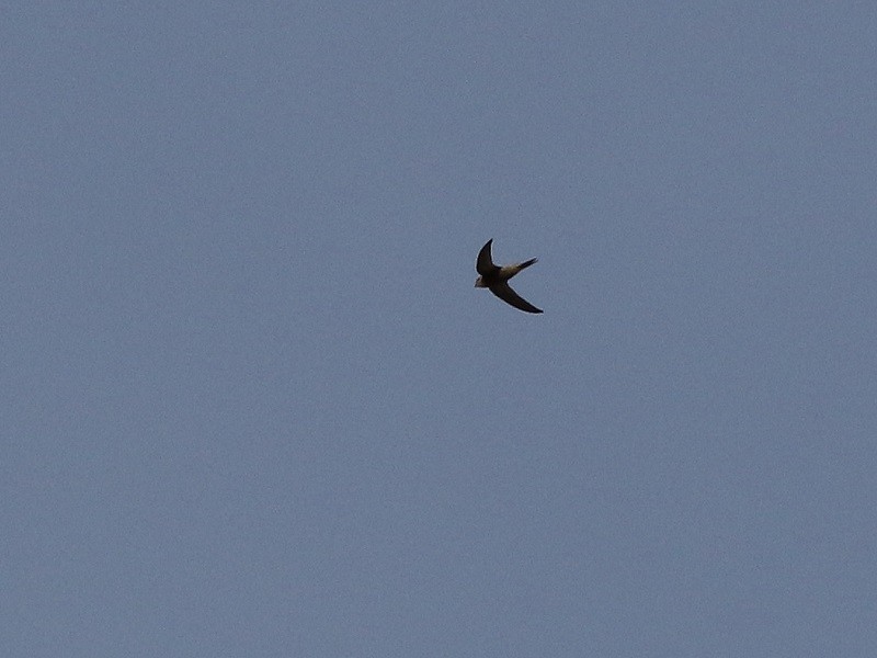 Pallid Swift - ML561014591