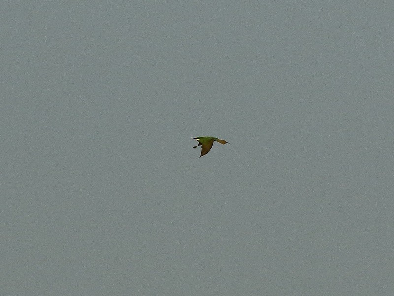 Blue-cheeked Bee-eater - ML561014681