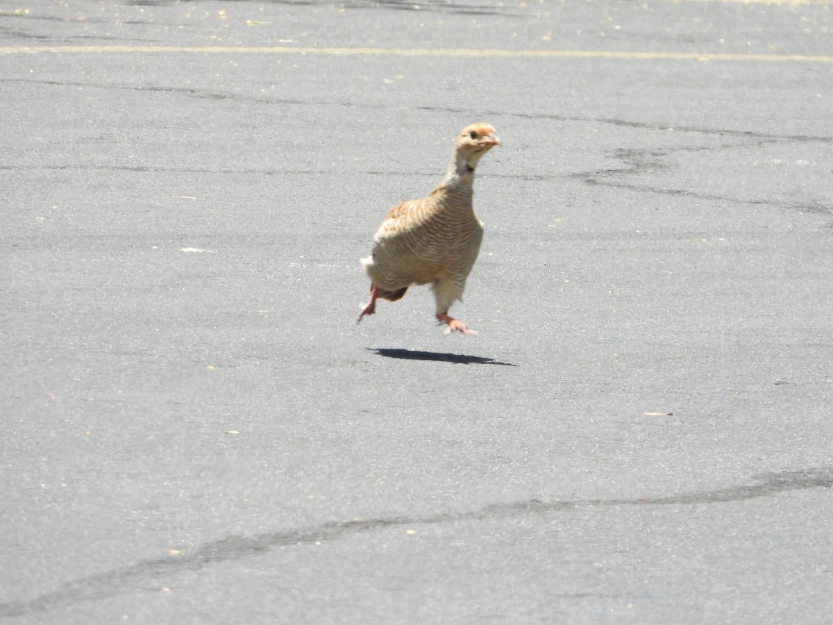 Gray Francolin - ML561017081