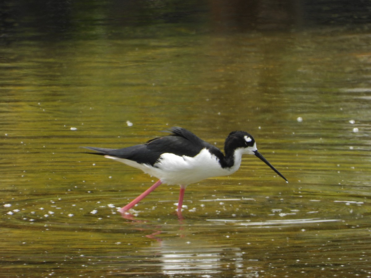 Black-necked Stilt - ML561017231