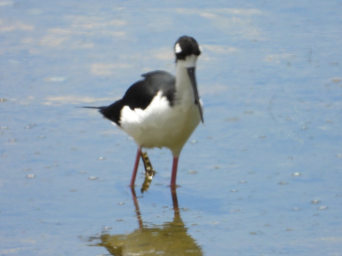 Black-necked Stilt - ML561017241