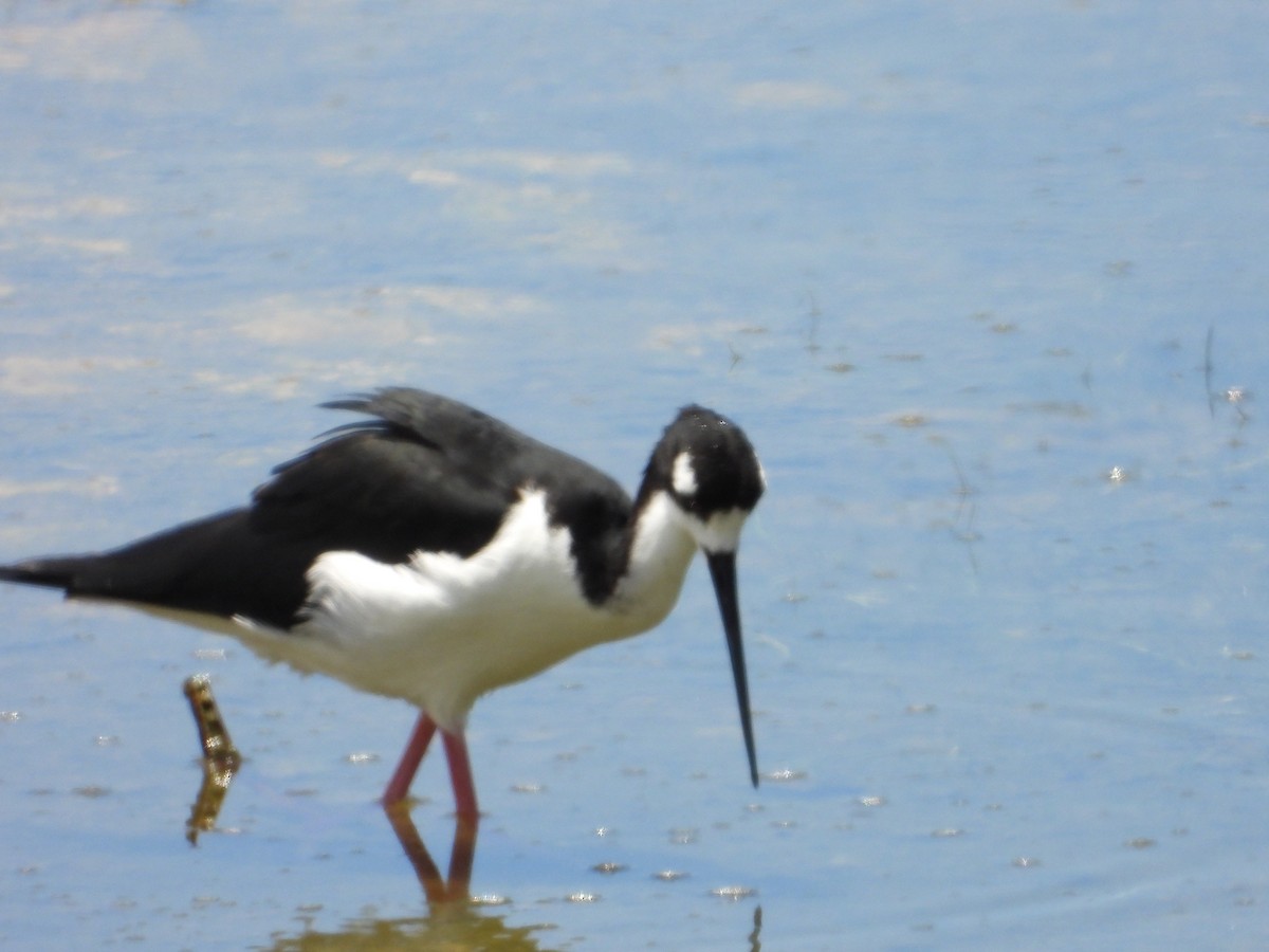 Black-necked Stilt - ML561017251