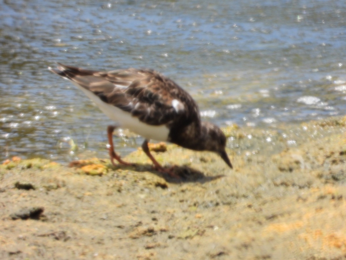 Ruddy Turnstone - ML561017391