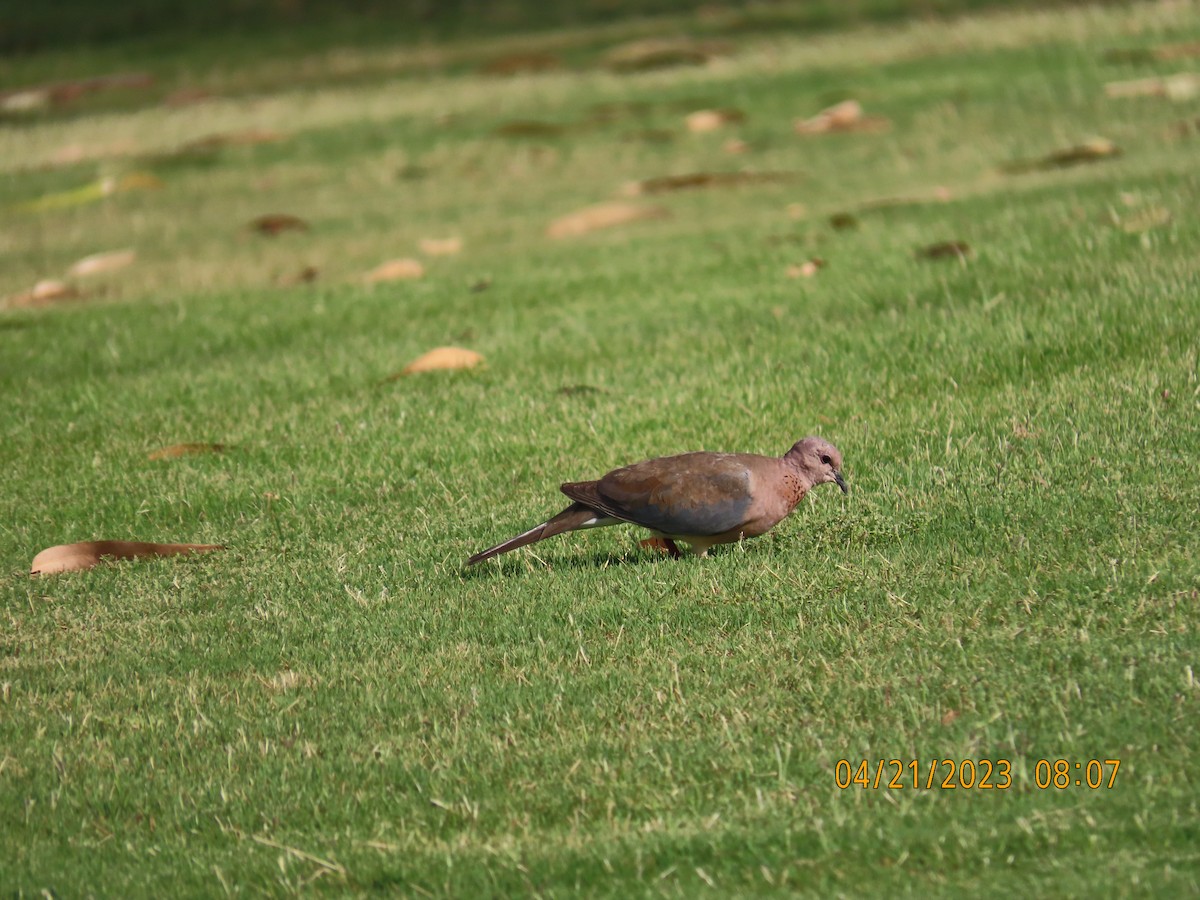 Laughing Dove - ML561017721