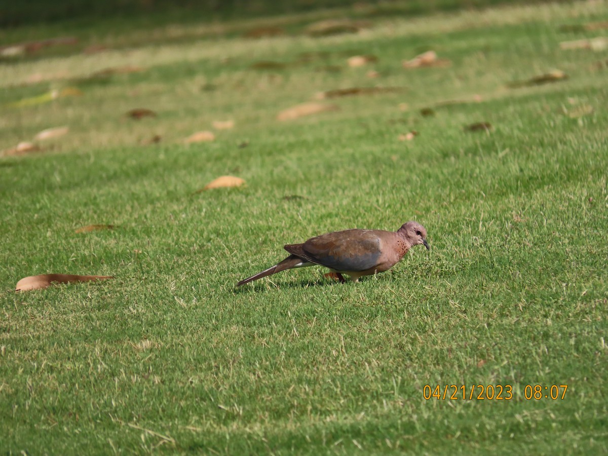 Tórtola Senegalesa - ML561017721