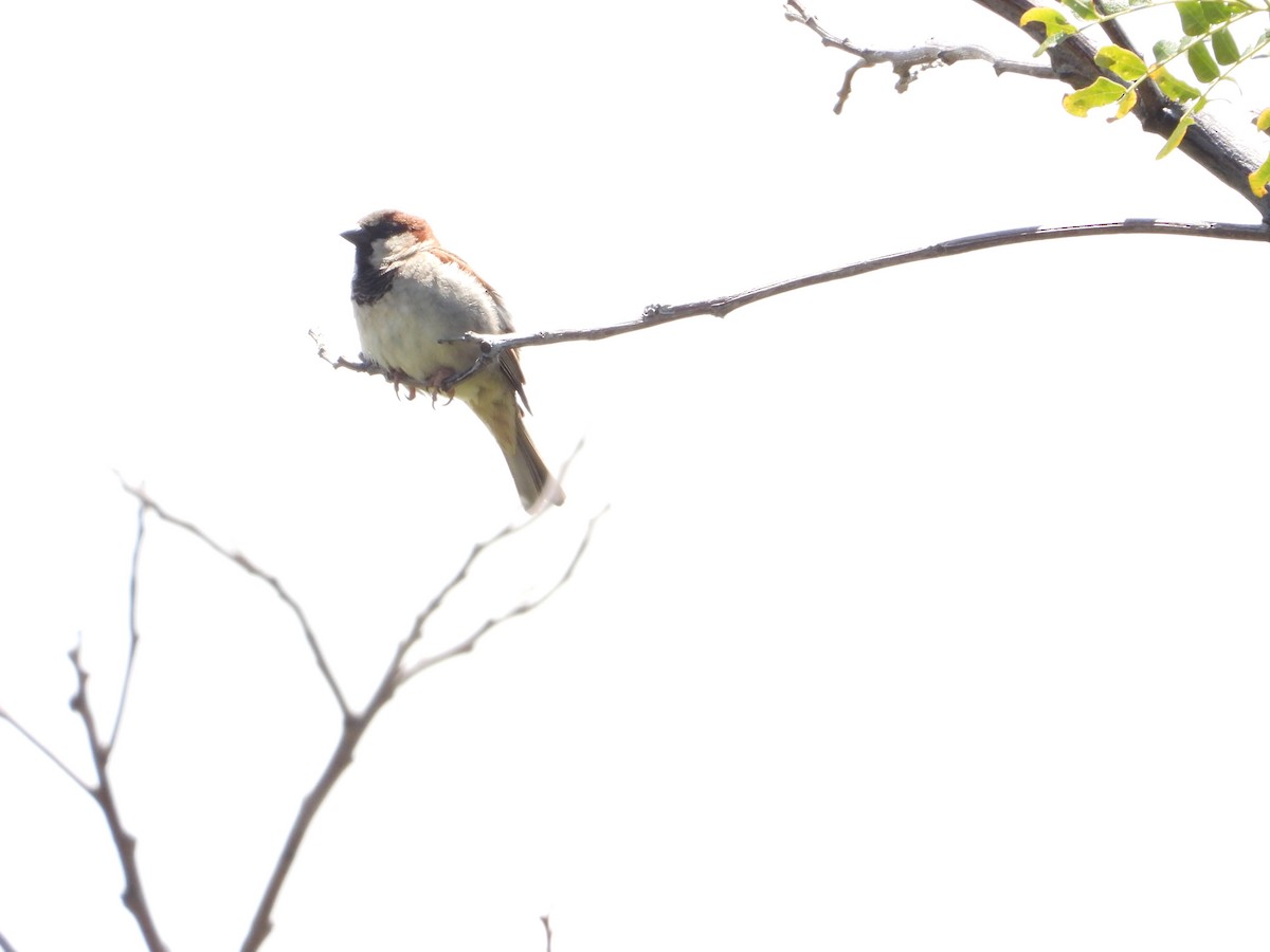 House Sparrow - ML561017761