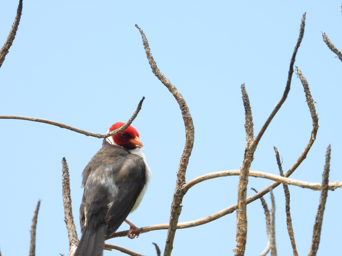 Yellow-billed Cardinal - ML561017951