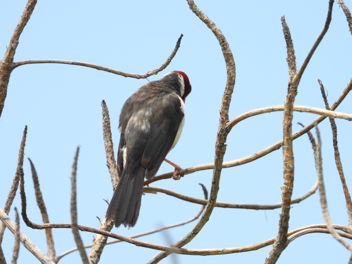 Yellow-billed Cardinal - ML561017961