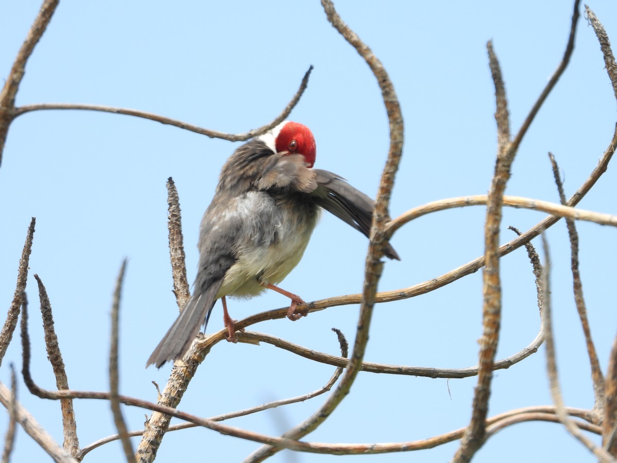 Yellow-billed Cardinal - ML561017971