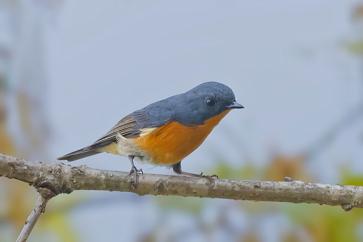 Slaty-backed Flycatcher - Rajkumar Das