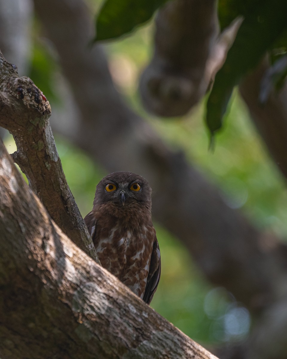 Brown Boobook - ML561020831