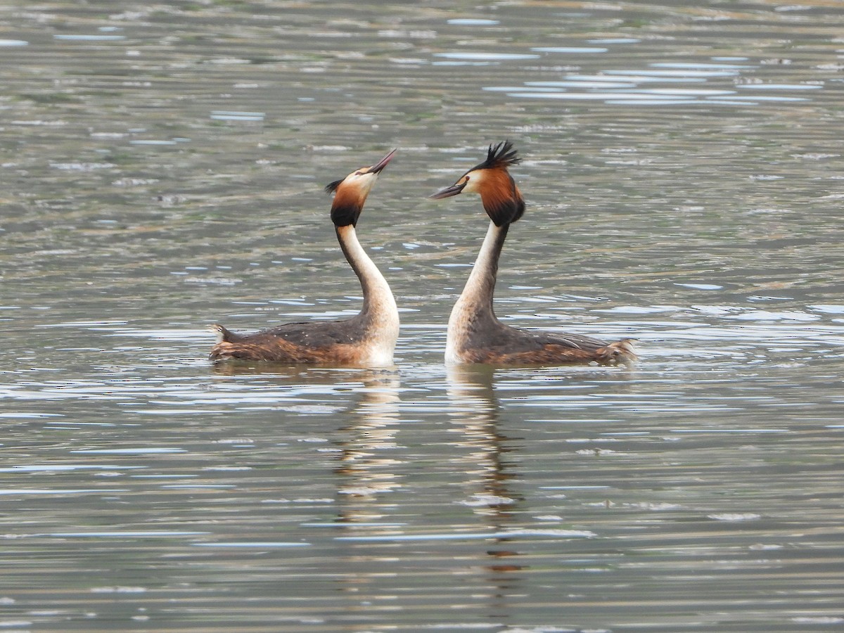 Great Crested Grebe - ML561022231