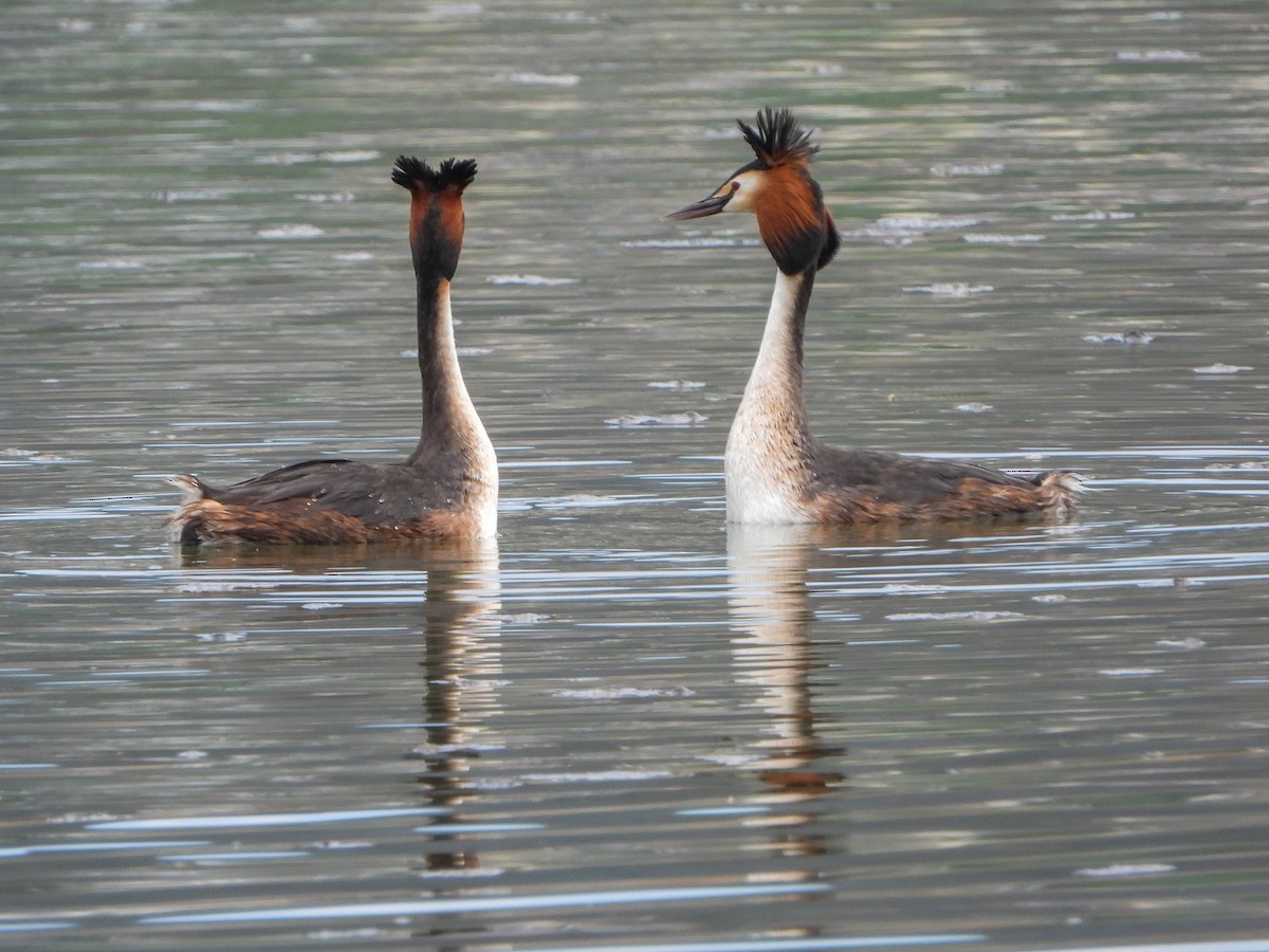 Great Crested Grebe - ML561022241