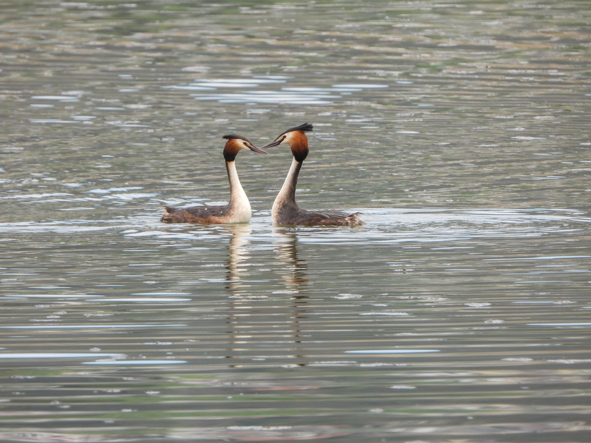 Great Crested Grebe - ML561022251