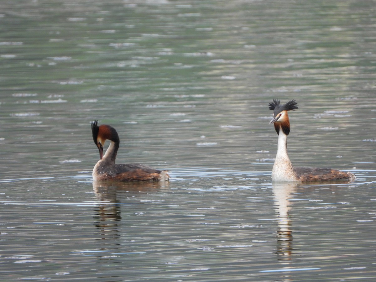 Great Crested Grebe - ML561022261