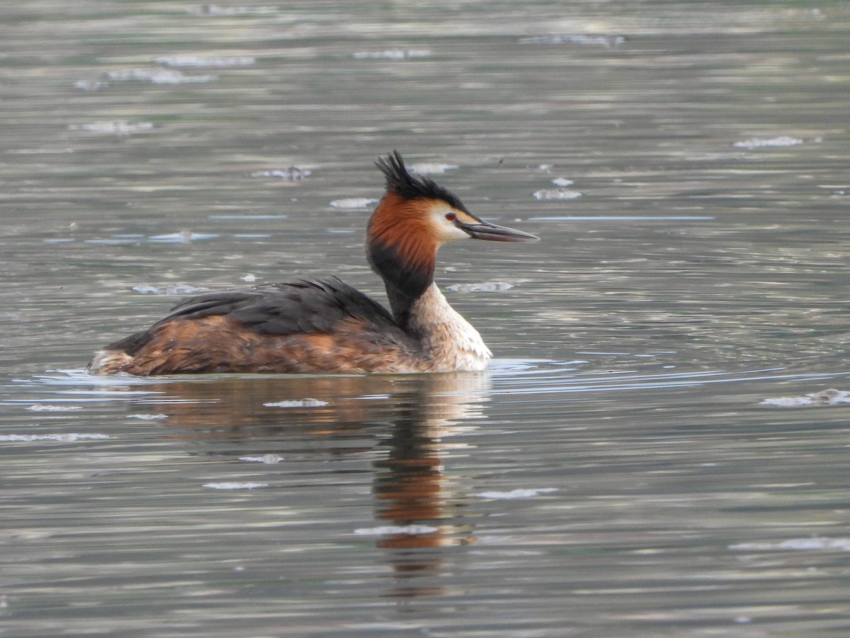 Great Crested Grebe - ML561022271
