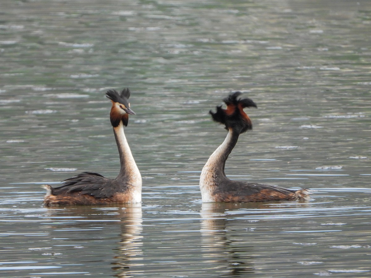 Great Crested Grebe - ML561022281