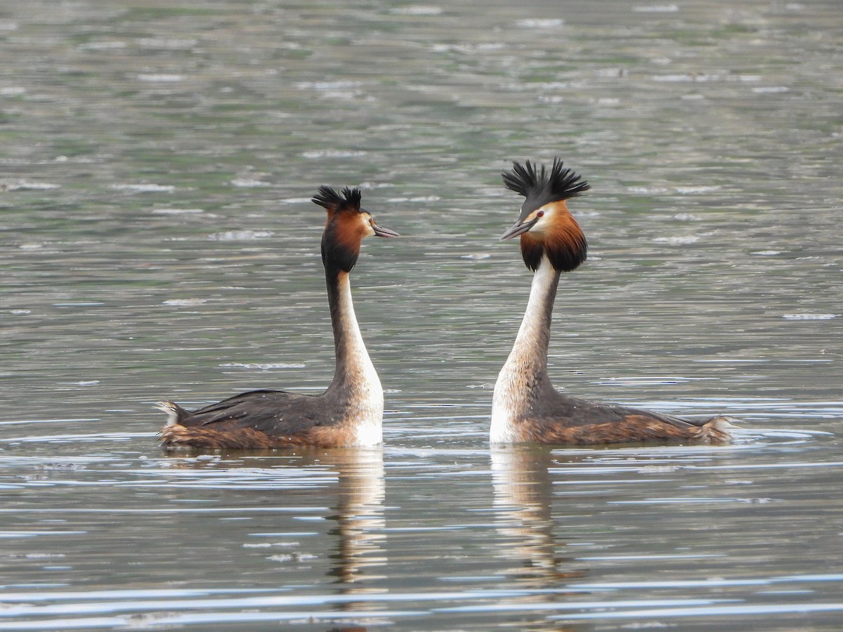 Great Crested Grebe - ML561022291