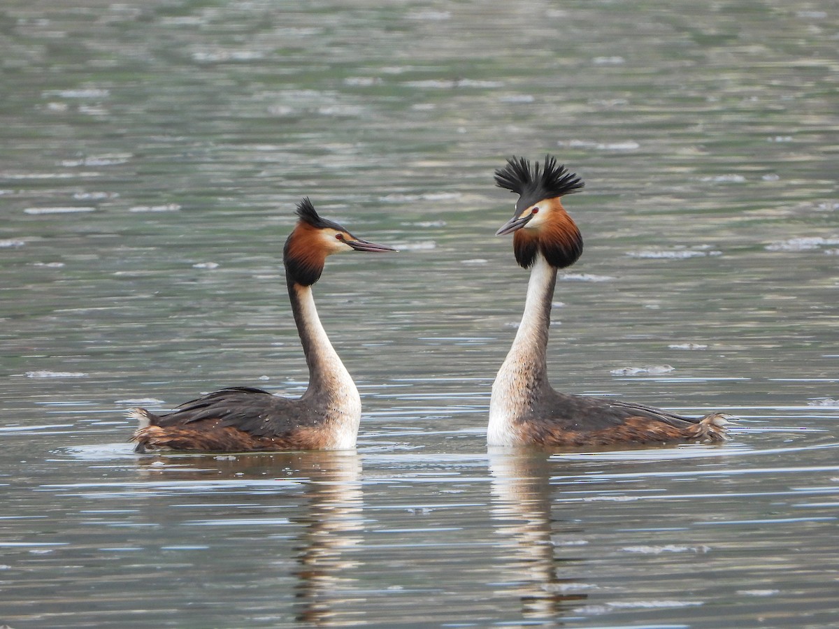Great Crested Grebe - ML561022301