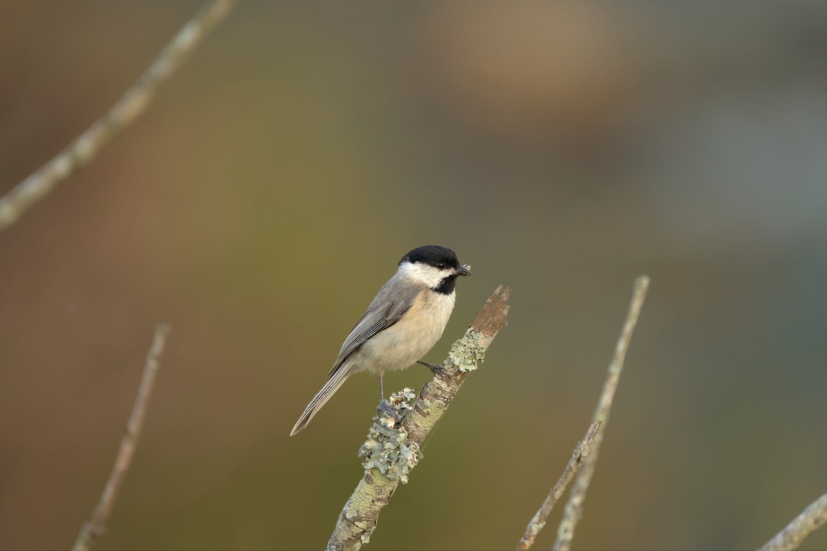 Carolina Chickadee - ML561024021