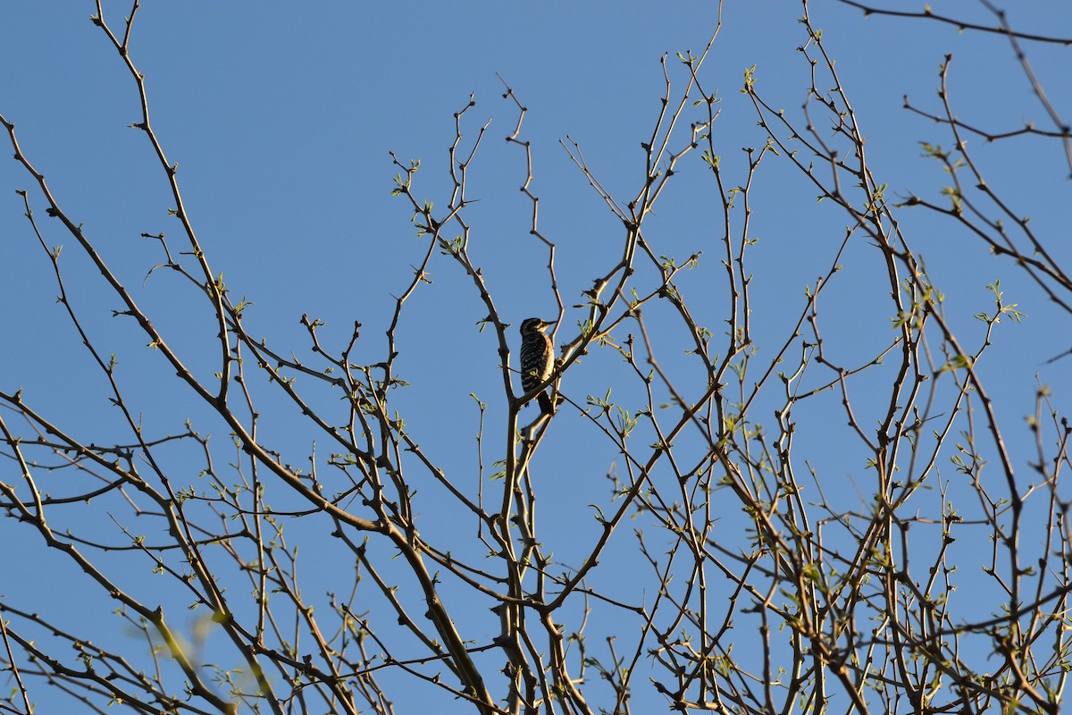 Ladder-backed Woodpecker - ML56102531