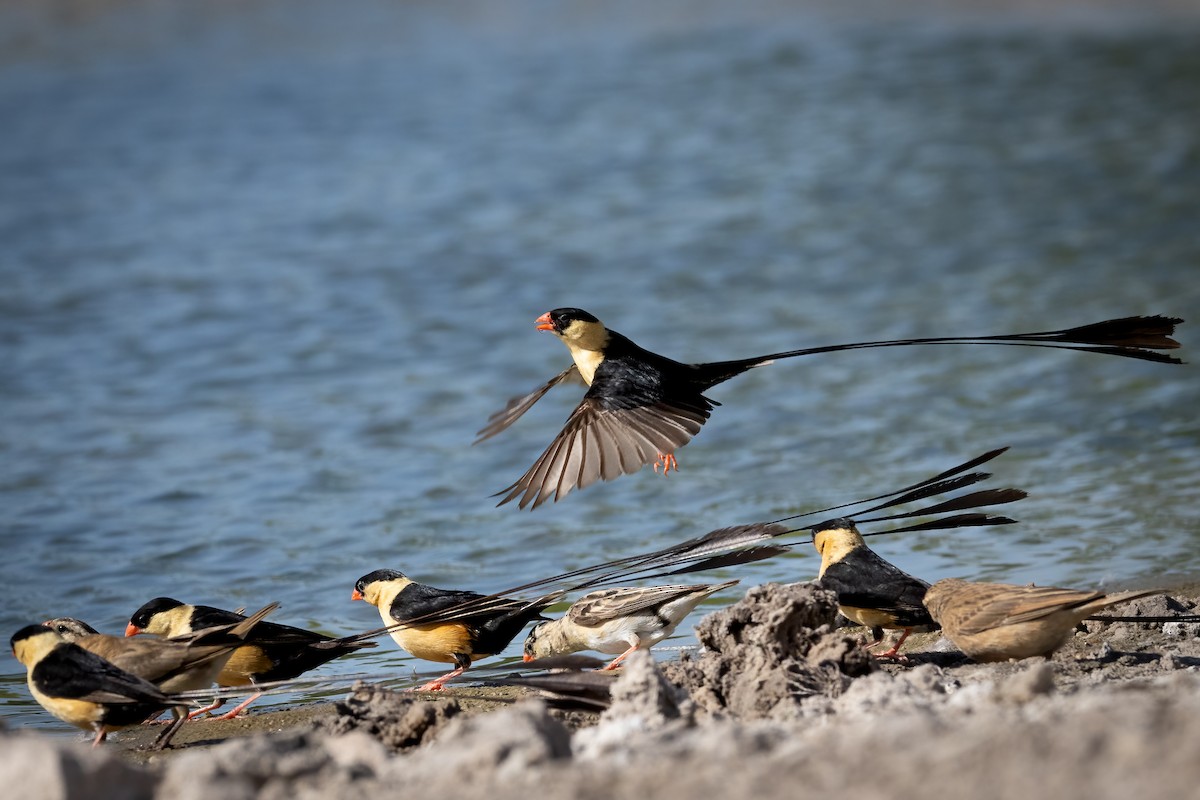 Shaft-tailed Whydah - ML561026971