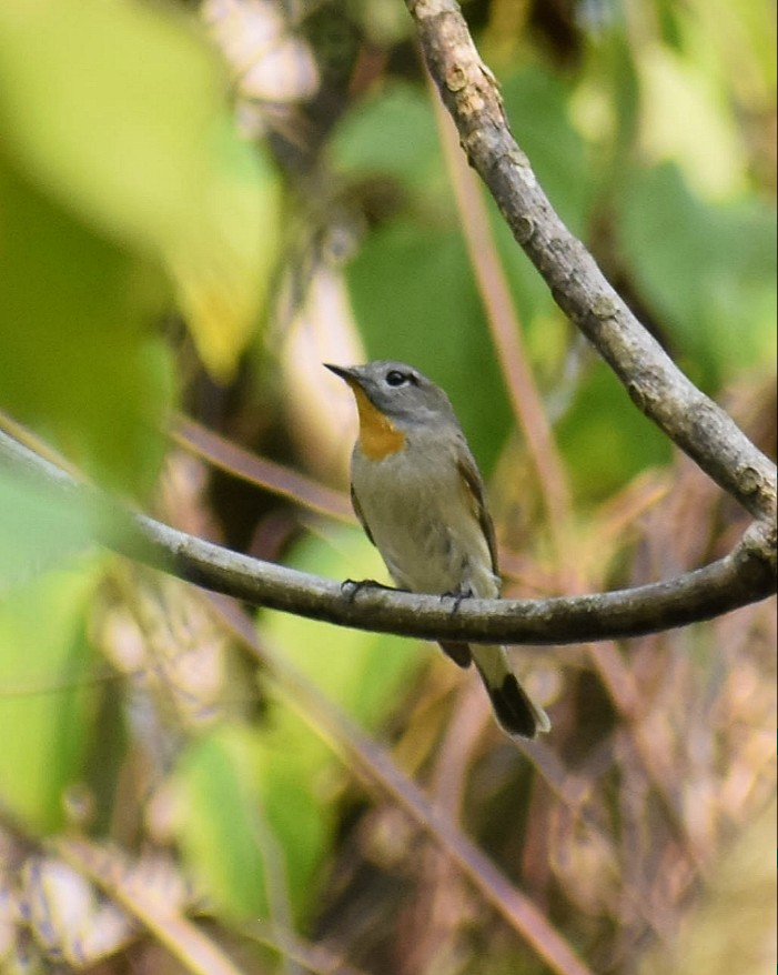 Taiga Flycatcher - ML561027351