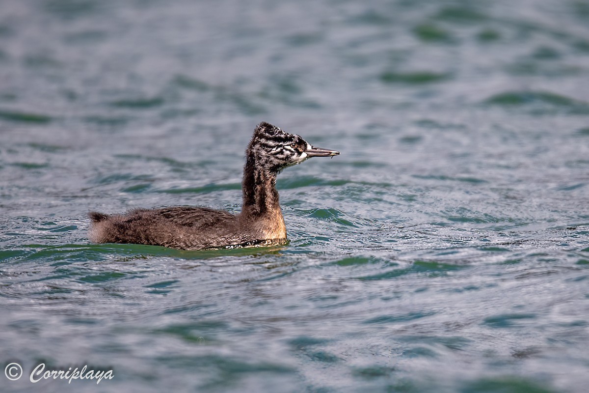 Great Grebe - Fernando del Valle